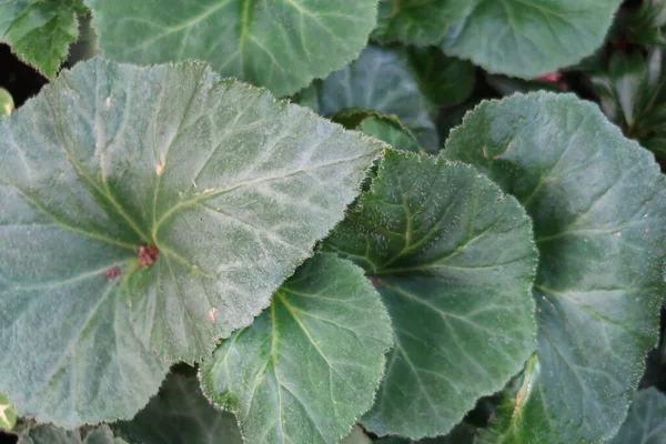 Groene Bladeren Van Begonia Kraag Achtergrond — Stockfoto