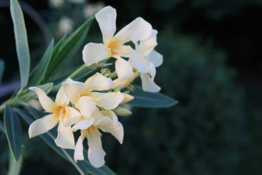  Oleander, Kutrov ailesinin çiçek açan tek cinsi.