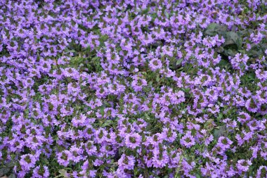  Kekik, mavi çiçekler, arka plan