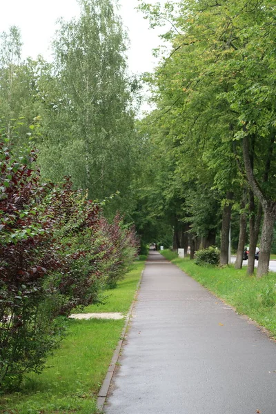  Parkta uzun düz bir ara sokak, yan çalılar ve ıhlamur ağaçları.