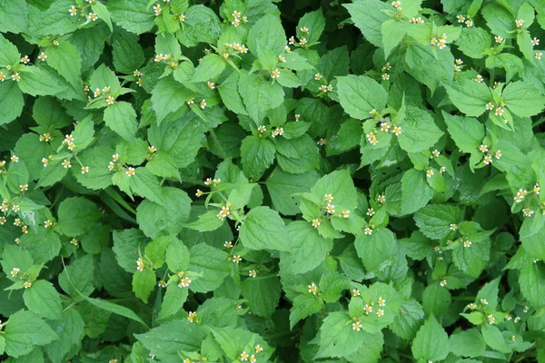 Galinsoga Donna Americana Quattro Raggi Sfondo Verde — Foto Stock