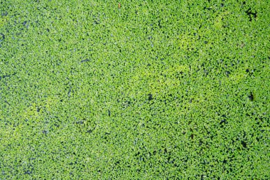 Su yüzeyinde yeşil ördek otu, arka plan