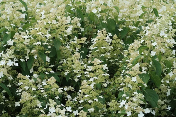 Flores Hortensias Blancas Fondo Verde — Foto de Stock