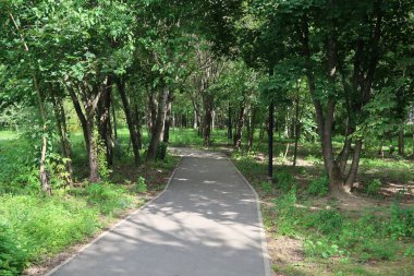 Parktaki ağaçların arasında asfalt bisiklet yolu