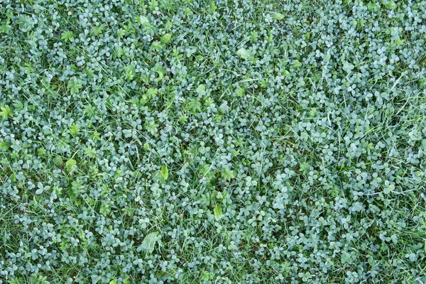 Gramado Cortado Folhas Trevo Branco Fundo Verde — Fotografia de Stock