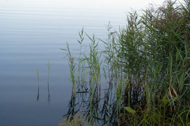 Reed göl kenarında, sakin bir sabah.