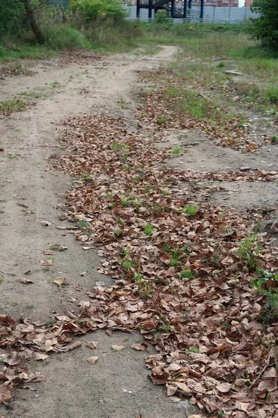 Сухие Листья Проселочной Дороге — стоковое фото