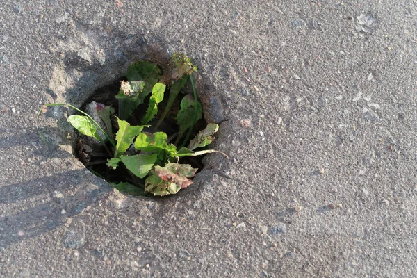 Agujero Redondo Asfalto Acera Con Diente León Creciendo Bajo Los —  Fotos de Stock