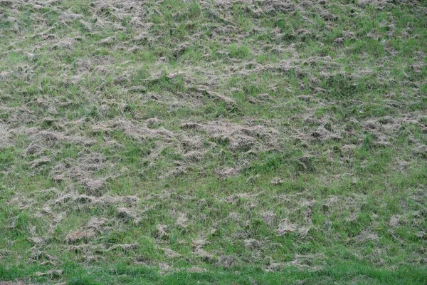 Dried cut grass on the slope of a green hill by the river