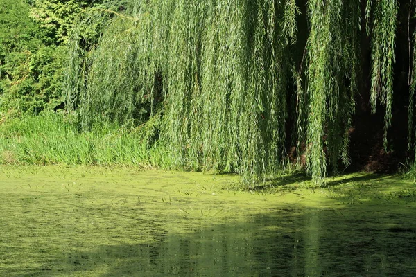 Huilwilg Salix Bij Vijver — Stockfoto