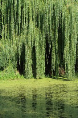 Ağlayan söğüt, Salix, göletin kenarında, yansıma                           