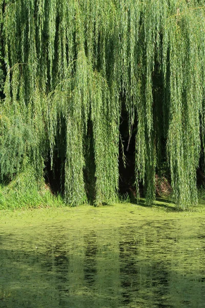 Ağlayan söğüt, Salix, göletin kenarında, yansıma                           