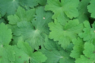 Sardunya yaprakları, katı yeşil arkaplan