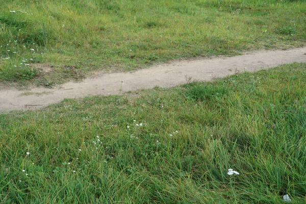 Шлях Полі Серед Трави Білих Диких Квітів — стокове фото