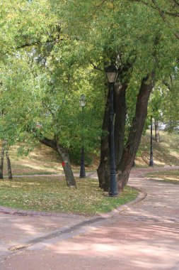 Yağmur suyu olukları olan asfalt yollar, bir sokak lambası ve uzun ağaçların yanında, sonbahar.