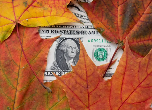Kırmızı akçaağaç yapraklarıyla kaplı Amerikan banknotları.