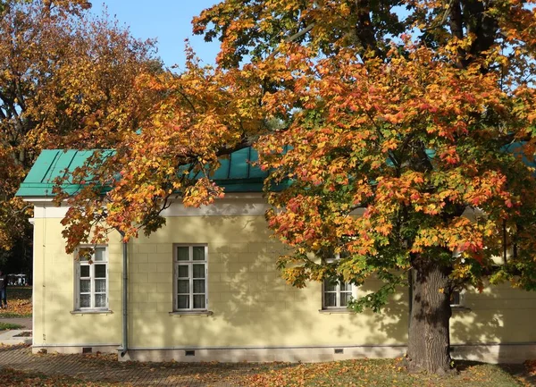 Old Yellowing Maple Tree Background Light Wall Green Roof One — Stock Photo, Image