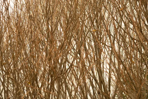 Thin Bare Branches Bush Sky Background — Stock Photo, Image