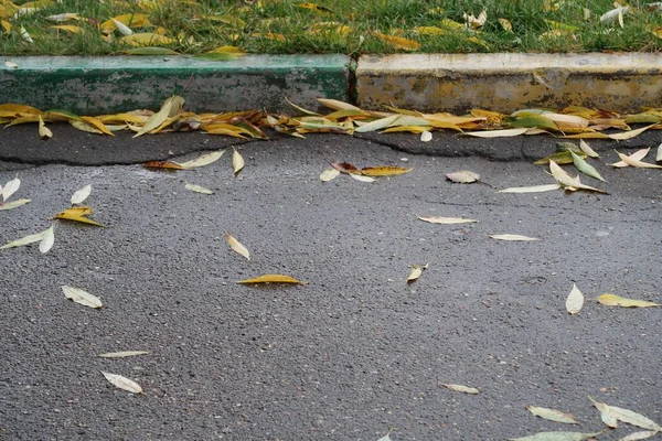 Gevallen Gele Bladeren Nat Asfalt Gazon Grens Minimalisme — Stockfoto