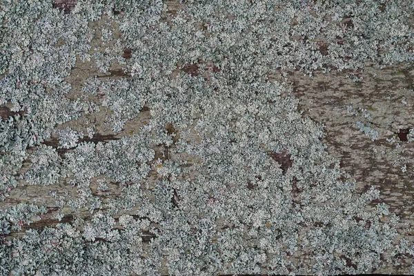 Gray Lichen Wooden Board Background — Stock Photo, Image