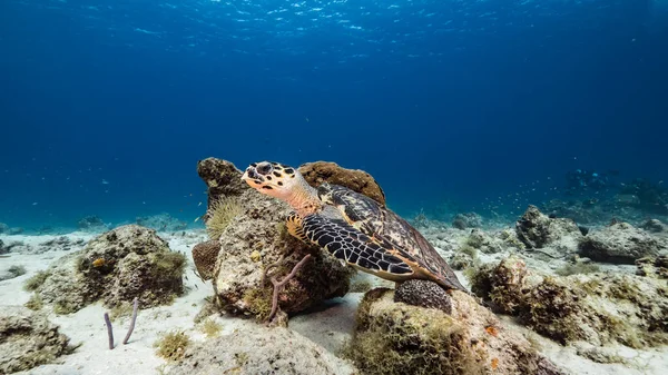 Żółw Morski Hawksbill Pływa Turkusowej Wodzie Rafy Koralowej Morzu Karaibskim — Zdjęcie stockowe