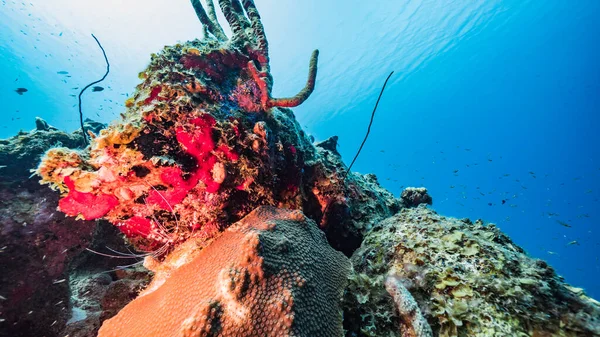 Mare Acque Turchesi Barriera Corallina Nel Mar Dei Caraibi Curacao — Foto Stock