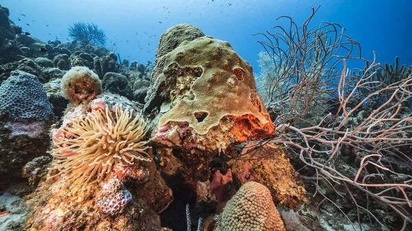 Paisaje Marino Aguas Turquesas Arrecife Coral Mar Caribe Curazao Con —  Fotos de Stock