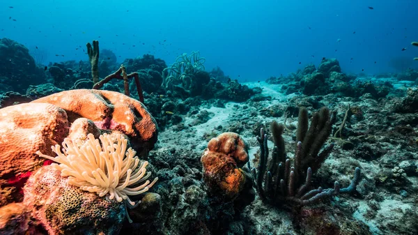 Mare Acque Turchesi Barriera Corallina Nel Mar Dei Caraibi Curacao — Foto Stock