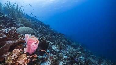 Karayip Denizi / Curacao 'daki mercan resiflerinin turkuaz sularında balık, mercan ve süngerle kaplanmış deniz manzarası.