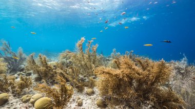 Karayip Denizi / Curacao 'daki mercan resiflerinin sığ sularında balık, mercan ve süngerle kaplanmış deniz.