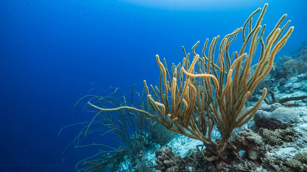 Seascape Turquoise Water Coral Reef Caribbean Sea Curacao Fish Coral — Stock Photo, Image