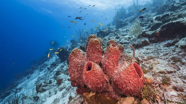Mare Acque Turchesi Barriera Corallina Nel Mar Dei Caraibi Curacao — Foto Stock