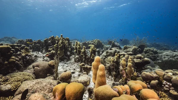 Capa Marinha Águas Rasas Recife Coral Mar Caribe Curaçao Com — Fotografia de Stock