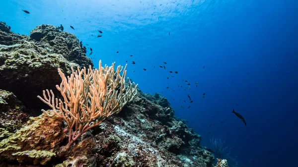 Seascape Turquoise Water Coral Reef Caribbean Sea Curacao Fish Coral — Stock Photo, Image