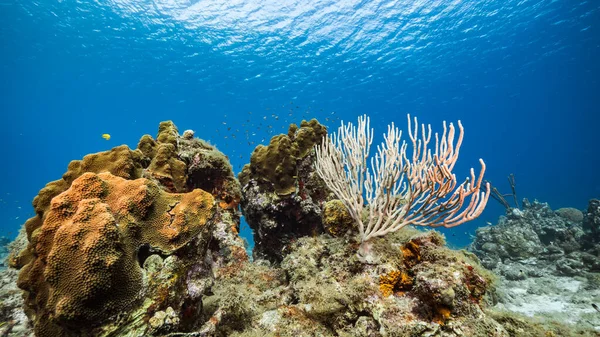 Zeegezicht Turkoois Water Van Koraalrif Caribische Zee Curacao Met Vis — Stockfoto