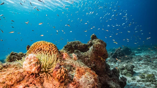 Meereslandschaft Türkisfarbenen Wasser Des Korallenriffs Der Karibik Curacao Mit Seeanemonen — Stockfoto