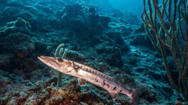Karayip Denizi / Curacao 'nun mercan kayalıklarında Barakuda' ya yaklaş.