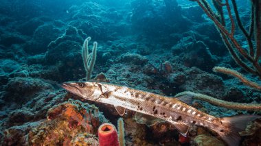 Karayip Denizi / Curacao 'nun mercan kayalıklarında Barakuda' ya yaklaş.