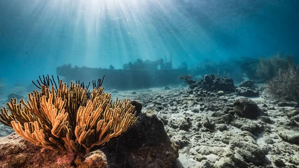 カリブ海のサンゴ礁の浅い水の中で難破船 タグボート シーアネモネとキュラソーと表面とサンビームへの眺め — ストック写真