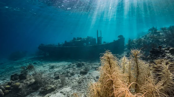 Fartygsvrak Tugboat Grunt Vatten Korallrev Karibiska Havet Curacao Med Havsanemon — Stockfoto