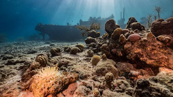 Hajótörés Vontatóhajó Sekély Víz Korallzátony Karib Tenger Curacao Tengeri Anemone — Stock Fotó