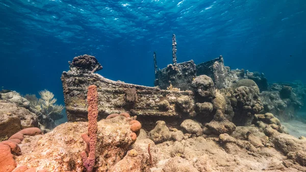 Schiffswrack Schlepper Flachen Wasser Des Korallenriffs Der Karibik Curacao Mit — Stockfoto