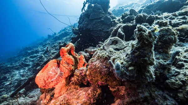 Havslandskap Turkost Vatten Korallrev Karibiska Havet Curacao Med Duster Worm — Stockfoto
