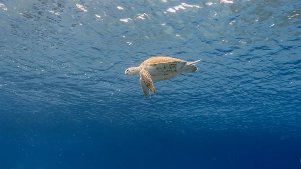Groene Zeeschildpad Zwemmen Turkoois Water Van Koraalrif Caribische Zee Curacao — Stockfoto