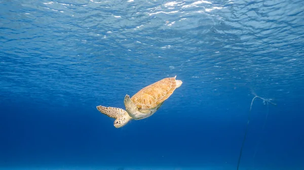 Green Sea Turtle Swim Turquoise Water Coral Reef Caribbean Sea — Stock Photo, Image