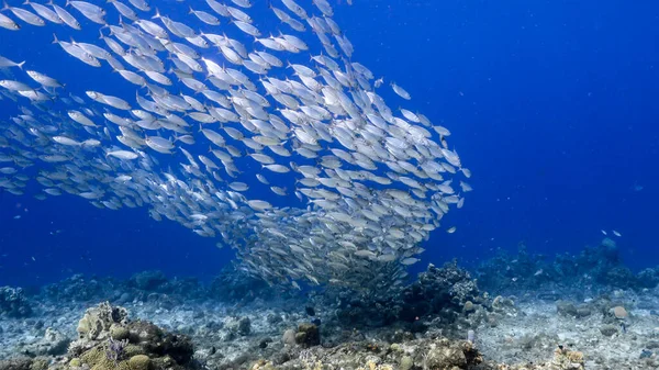 Bola Cebo Escuela Peces Agua Turquesa Arrecife Coral Mar Caribe —  Fotos de Stock