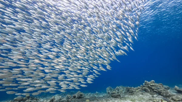 Bait Ball Escola Peixes Água Turquesa Recife Coral Mar Caribe — Fotografia de Stock