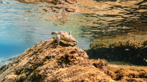 緑の海カメはカリブ海のサンゴ礁の浅い水で泳ぐ — ストック写真