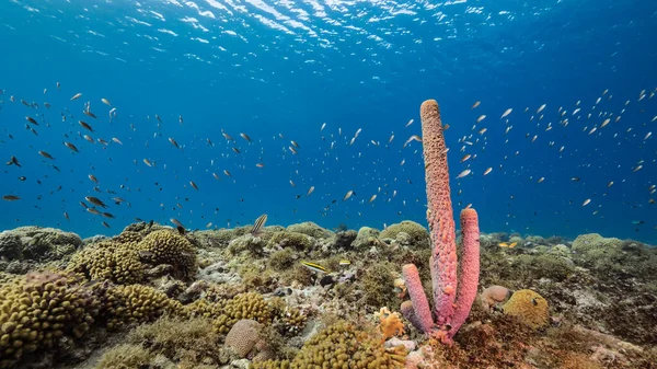 Море Бірюзовій Воді Коралового Рифу Карибському Морі Кюракао Рибою Коралом — стокове фото