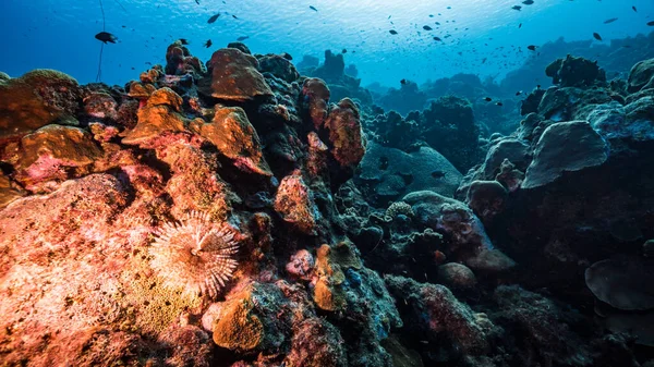 Capa Marinha Água Azul Turquesa Recife Coral Mar Caribe Curaçao — Fotografia de Stock